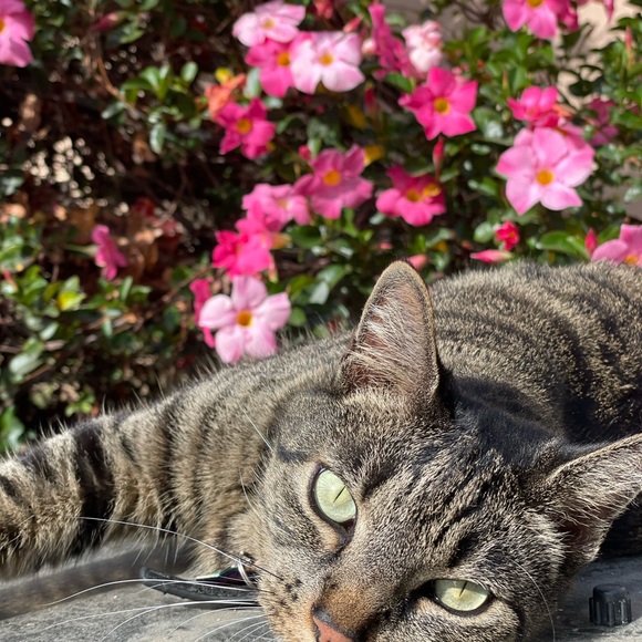 FAQ | Feedback | Help ✨ - Picture 5 of 7